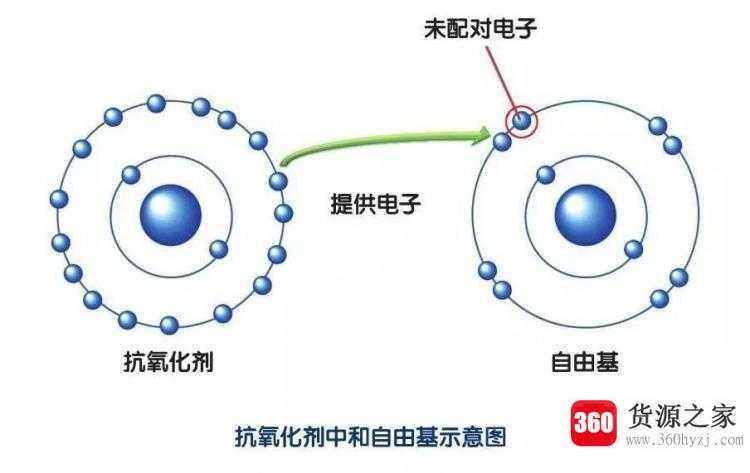 抗氧化是什么意思