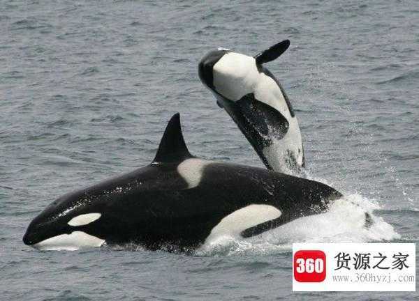 哺乳动物有哪些