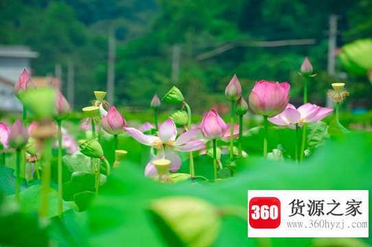 夏天开的花有哪些