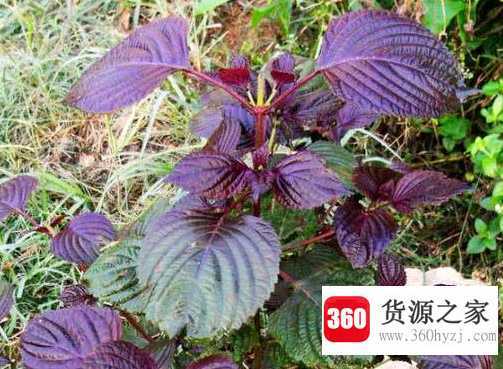 屠苏是什么意思