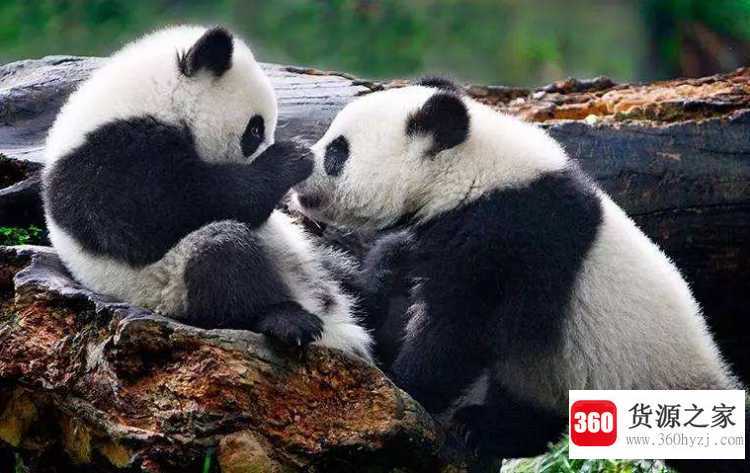 熊猫刻板行为是什么
