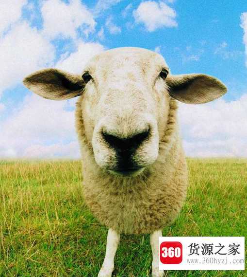 欲钱看狗头军师打一生肖
