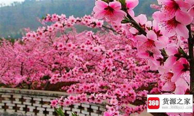 孟仲季代表什么月