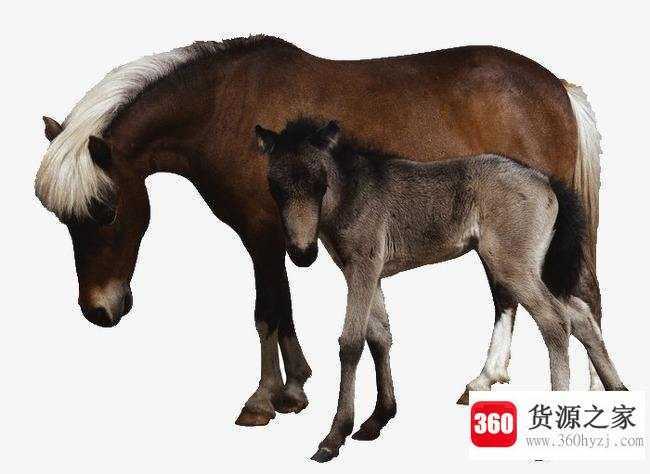 十五天涯共明月是什么生肖