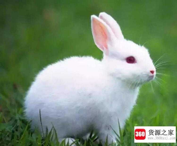 动物的共同特点是什么
