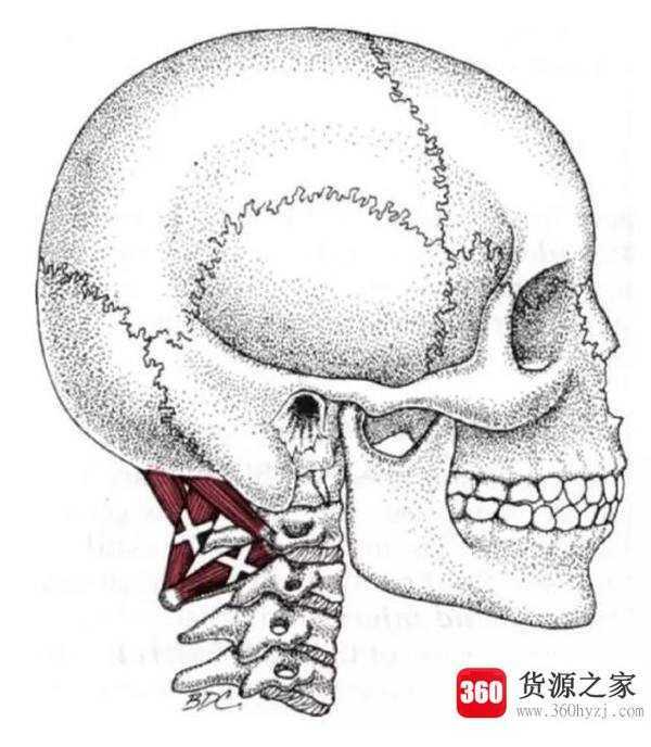 枕部是哪里