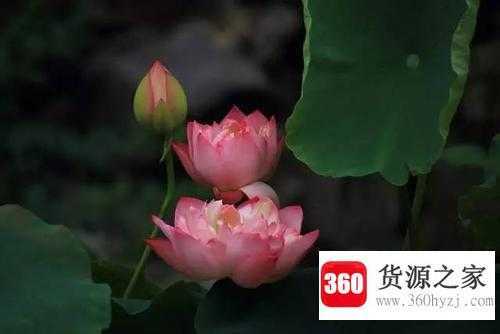 夏至三庚一庚是多少天