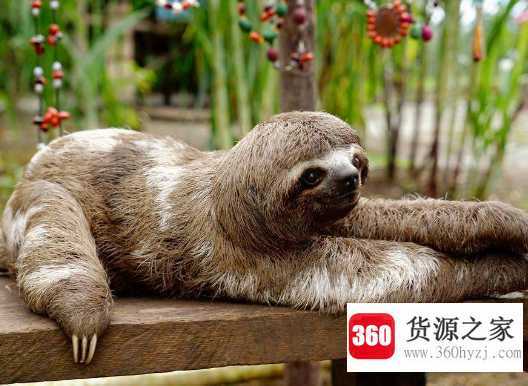 什么动物睡觉方式很有趣