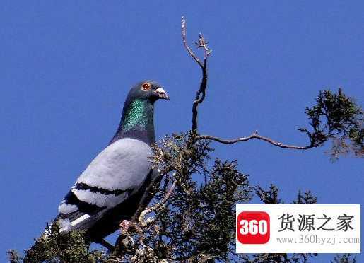 助人为乐的动物是什么