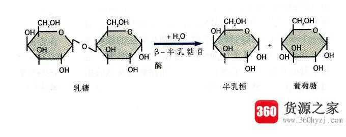 乳糖是不是还原糖