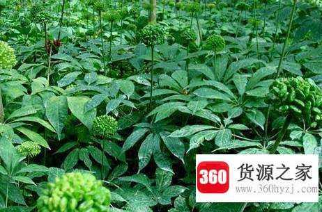 三七叶子泡水喝的功效