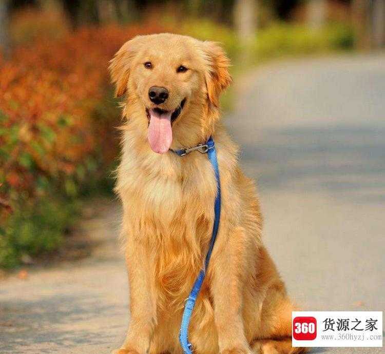 五月里来是什么生肖