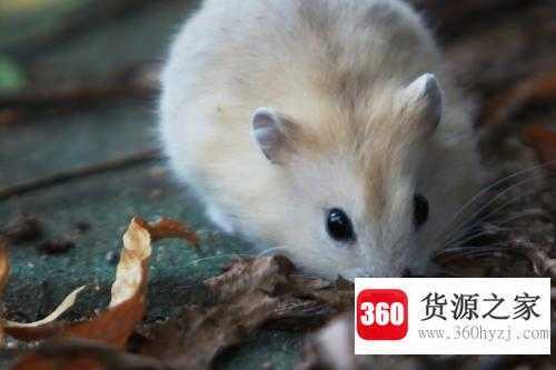 鸡毛蒜皮的动物是什么生肖