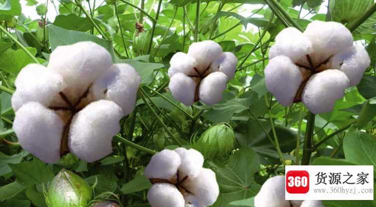 一千克铁和一千克棉花一样重吗