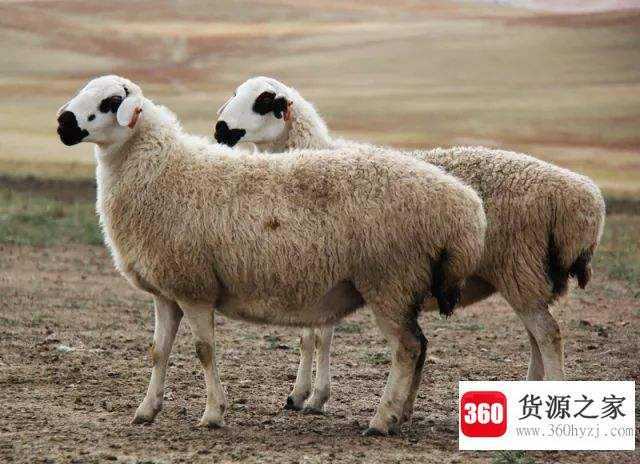 地上牛蛇平一线是什么生肖
