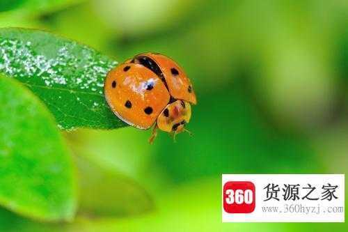 下雨了下雨了什么动物躲进了什么伞