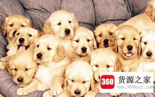 八人八马往前拉是什么生肖