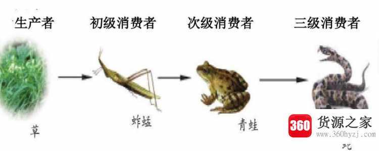 食物链从什么开始到什么终止