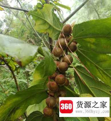 三指毛桃和五指毛桃的区别