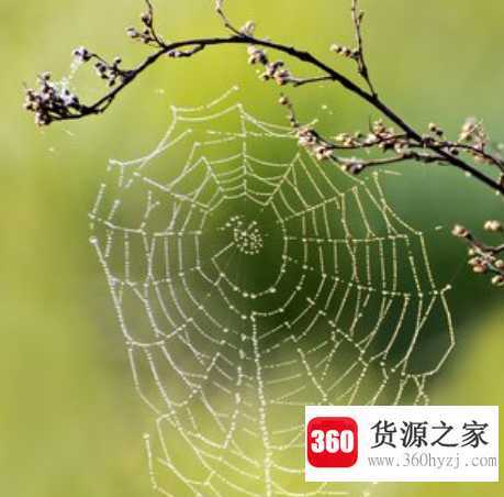蜘蛛丝有哪些作用