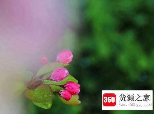 绿肥红瘦暗指什么感情
