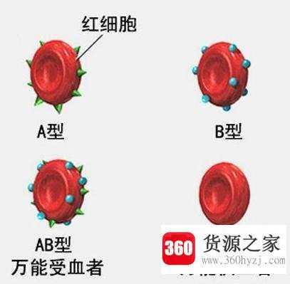 o型血有几种类型