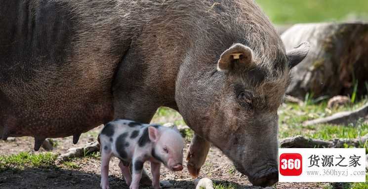 新疆人为什么不吃猪肉