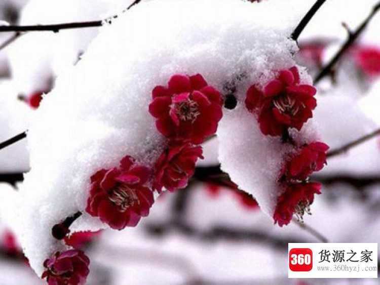 高风玉骨代表什么数