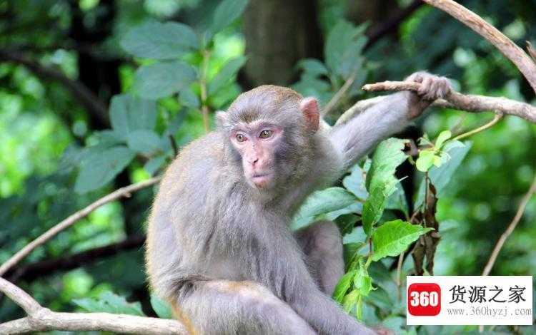 孙子兵法藏胸中猜生肖