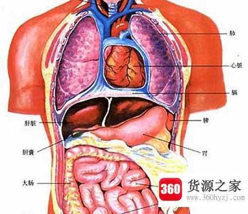 人体几大组织几大系统