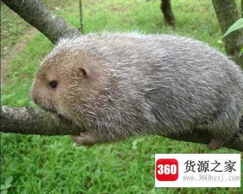竹鼠中暑什么梗