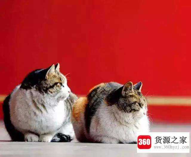 故宫里为什么有那么多的猫