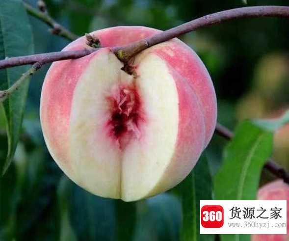 桃怎么保存不容易坏
