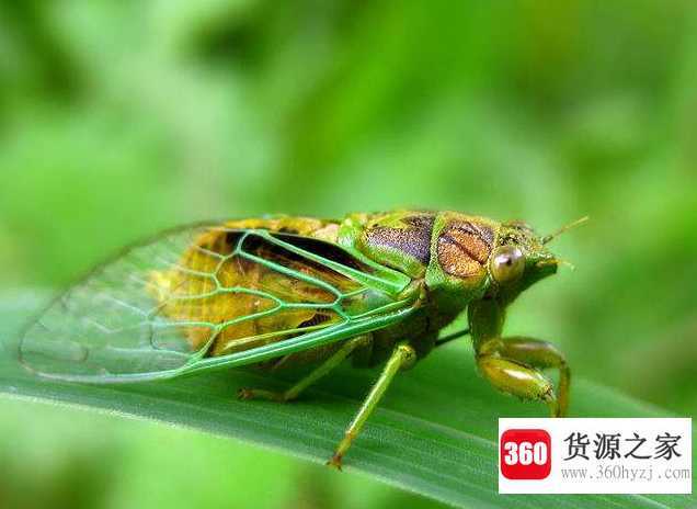 摸爬叉什么意思