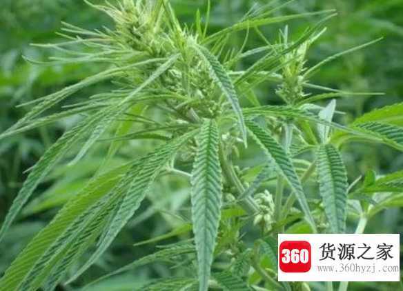 萱麻草的的功效和作用