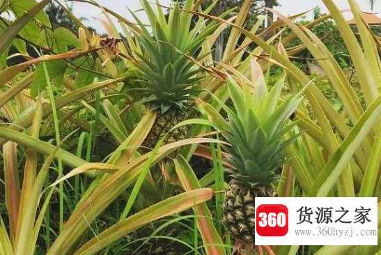 菠萝长在哪里