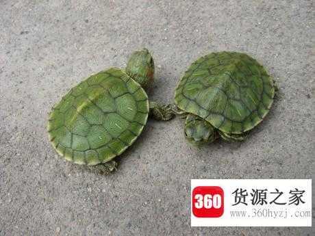 王八看绿豆是什么意思