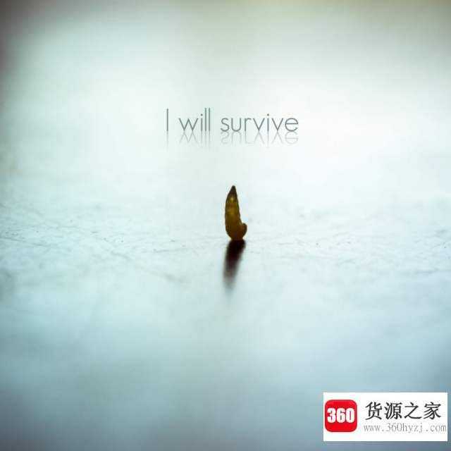 survive什么意思