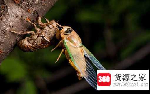 金蝉保存长久的方法