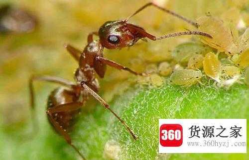 为什么蚜虫多的地方蚂蚁也多