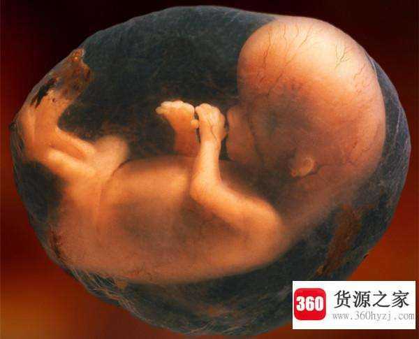 妈妈腹中的胎儿也会自慰吗
