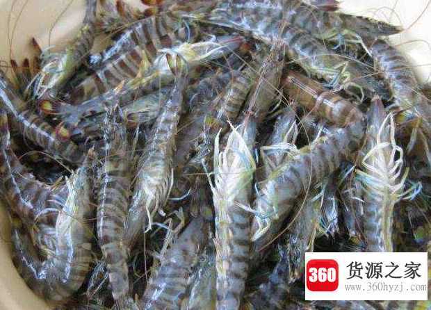 基围虾需要去虾线吗