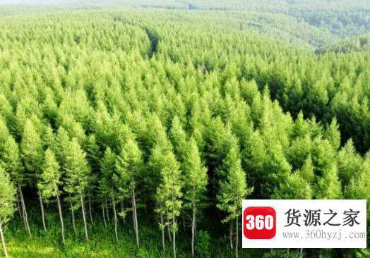 塞罕坝林场在哪里