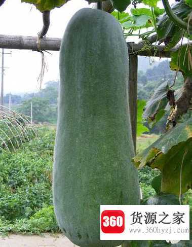 东瓜与冬瓜一样吗