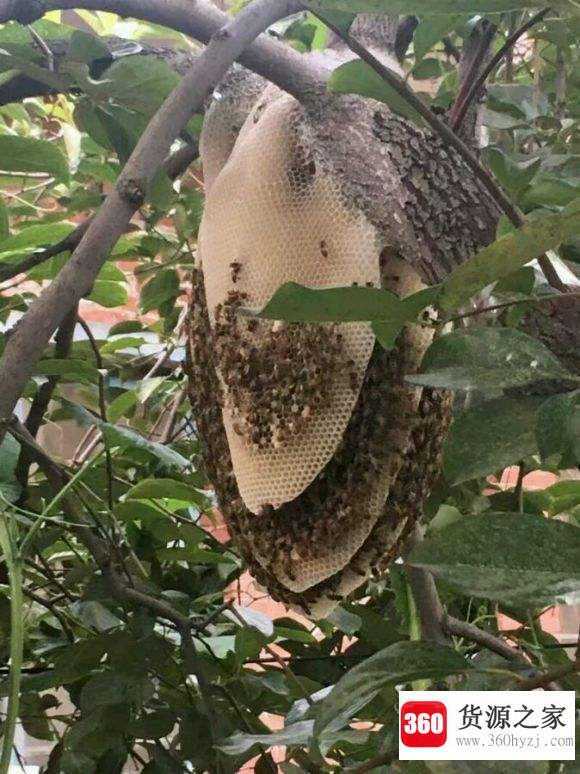 蜜蜂窝怎么处理最安全