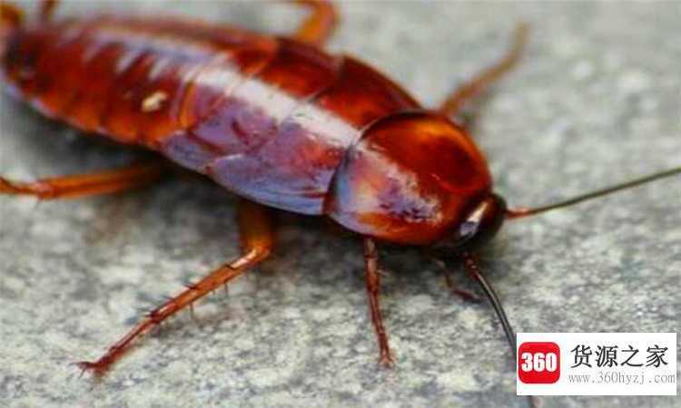 蟑螂死了会招来蟑螂吗