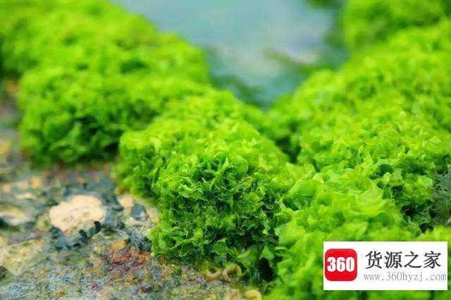 海澡是怎么产生的