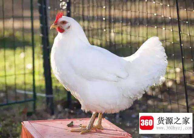 明月依旧照乾坤的生肖