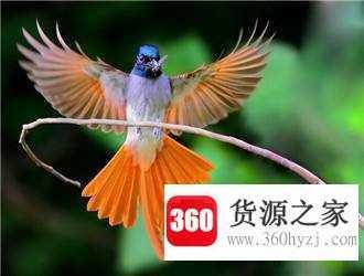 命根子代表什么动物