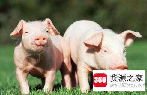 悬崖勒马代表什么动物